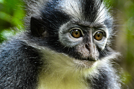 brown and yellow monkey photo – Free Mammal Image on Unsplash