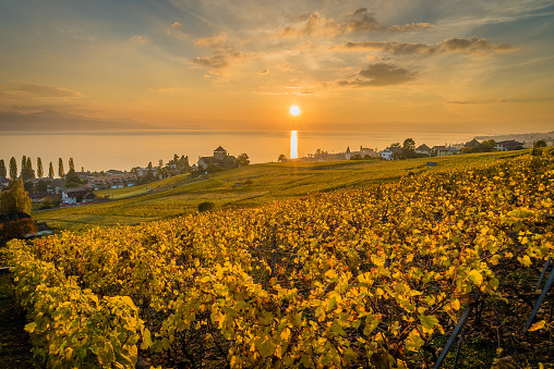 Sunset over yellow vineyards in Lutry