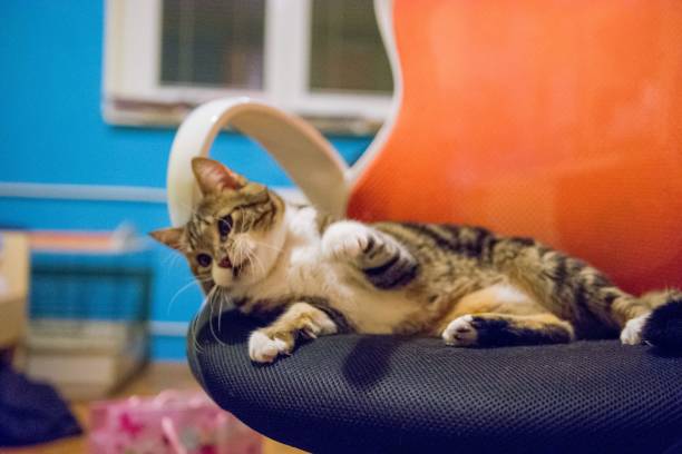istock Playful domestic cat at home 880344342