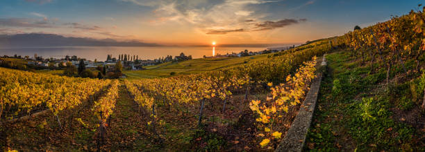istock Sunset and panorama over vineyards in Lutry 880344374