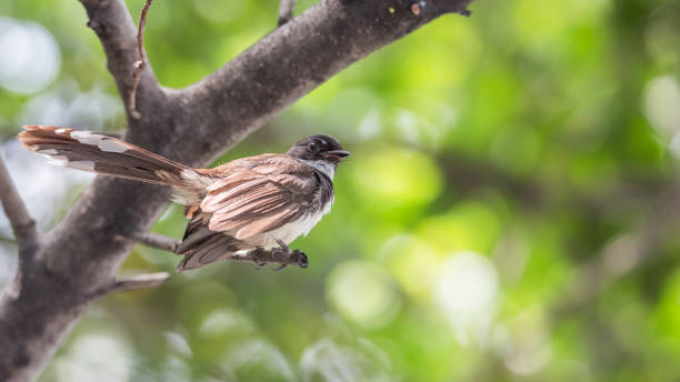 istock Bird (Malaysian Pied Fantail, Rhipidura javanica) black and white color perched on a tree in a nature wild 880350450