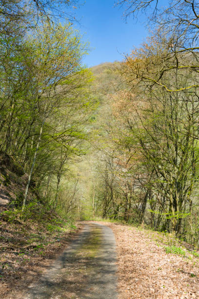 istock Moselle Valley Forest Road, Germany 880352800