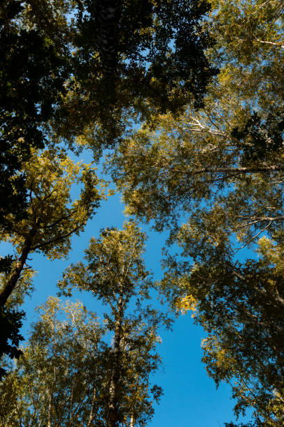 istock blue sky through the crowns of trees in the forest 880352838