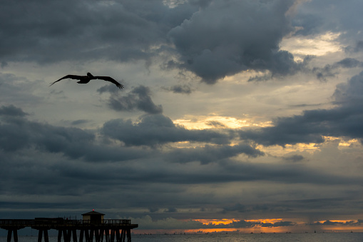 pelican flying past the pier at sunrise on a cloudy morning with rain in the distance