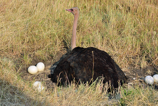 Male African ostrich in nest sitting on the eggs until they hatch, Kenya. Africa