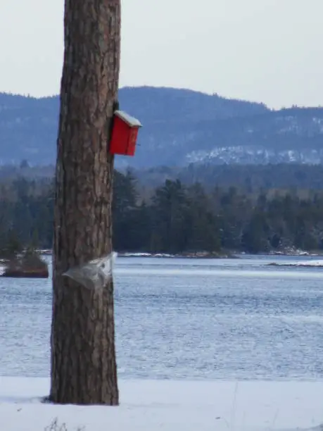 view of river past tree with birdhouse in winter