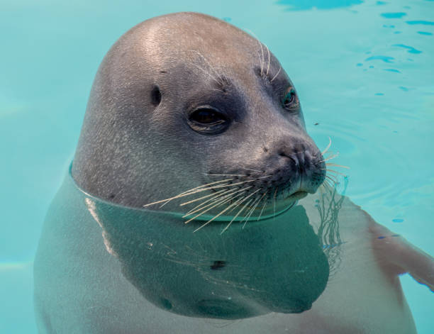 istock Cute seal in the water 880369520