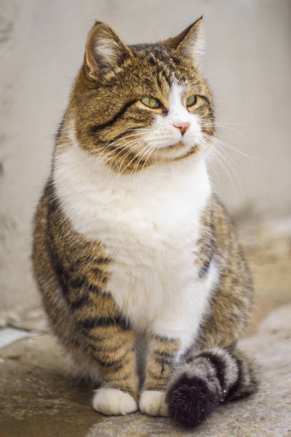 istock cute sitting cat on the street 880369850