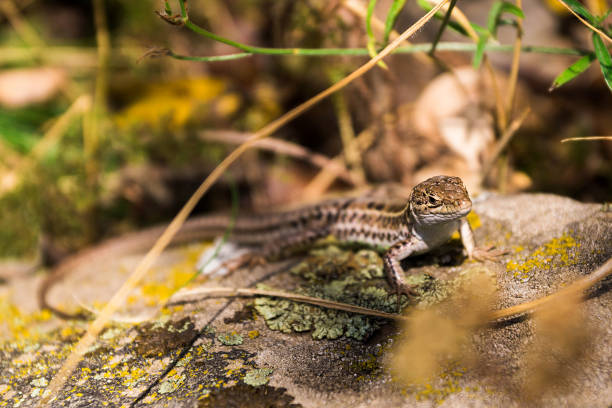 A lizard of the mountains