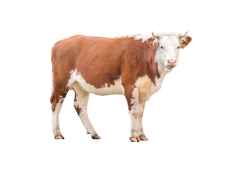 Hereford cow photo watching at the camera isolated on white background