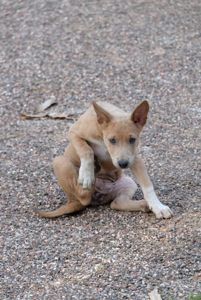 istock Brown Dog in Thailand 880379450