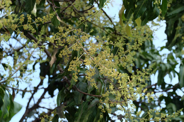 istock Flowers of mango trees 880379872
