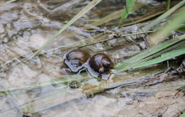 Golden applesnail, Channeled applesnail. Golden applesnail, Channeled applesnail. cherry hill nj stock pictures, royalty-free photos & images