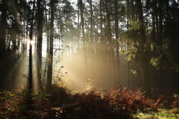 istock Coniferous forest in the morning 880383082