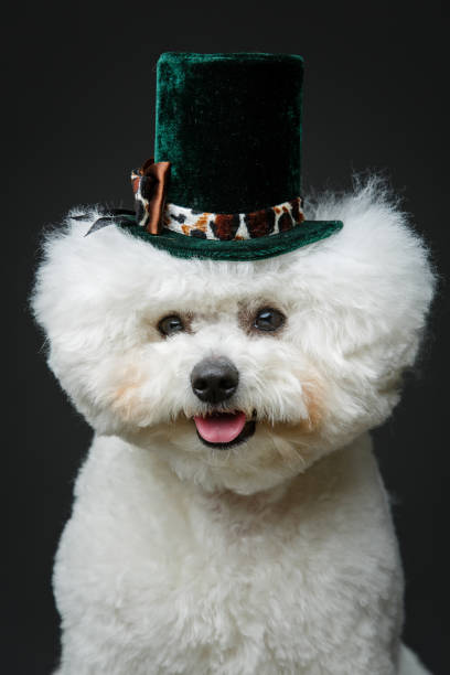 istock beautiful bichon frisee dog in cute hat 880385732