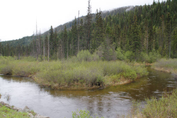 istock River through Bog Landscape in British Columbia 880386372