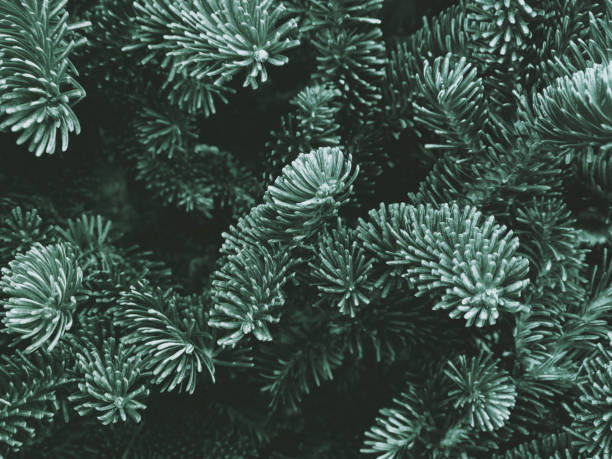 texture de sapin de fraser - plante à feuillage persistant photos et images de collection