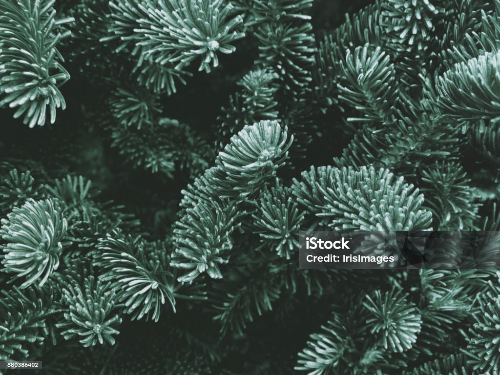 Fraser Fir Texture - Foto stock royalty-free di Natale