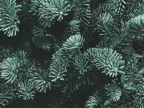 Fraser Fir Winter Holiday Branches Texture