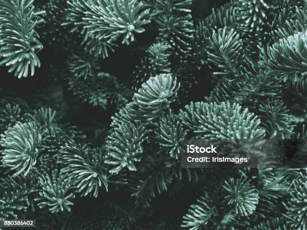 Fraser Fir Texture Stock Photo - Download Image Now - Christmas, Snow, Branch - Plant Part