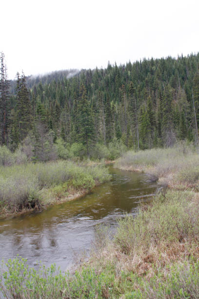 istock River through Bog Landscape in British Columbia 880386410