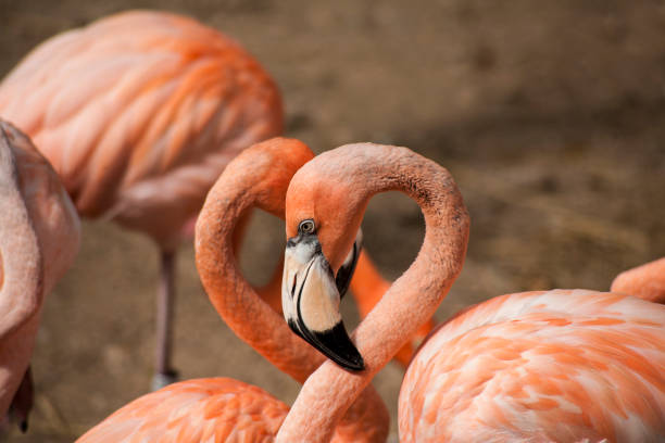 istock American Flamingos 880386582