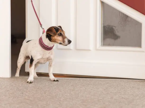 Photo of dog waiting at the door, ready for a walk - Jack Russell Terrier
