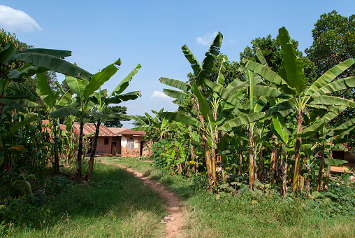 Footpath at a banana plantation leading to an African village.