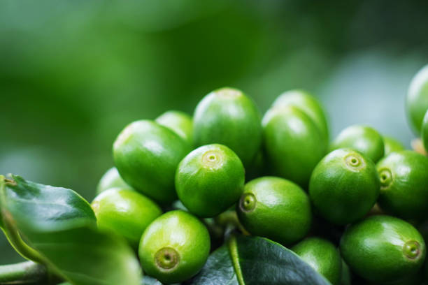 istock Fresh green coffee beans on tree in garden with sunlight on sunny day , soft focus 880394596