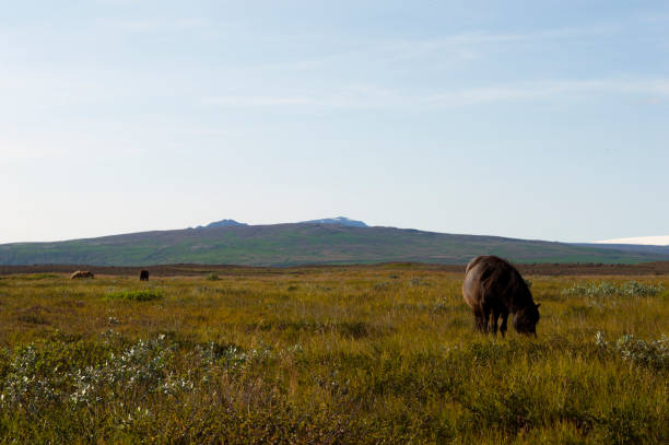istock Horse in Iceland 880401160