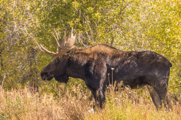 istock Bull Moose in the Fall Rut 880401598
