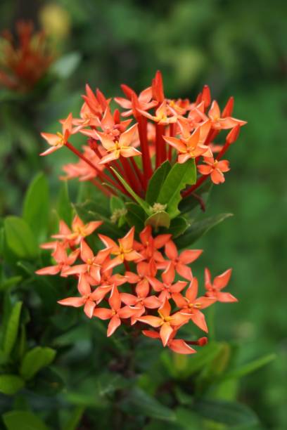 istock red Ixora coccinea flower 880407378