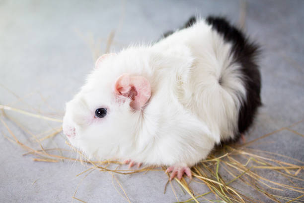 istock Home guinea pig (Cavia porcellus) on the hay, close-up. 880407722