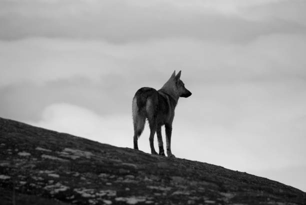 istock The Mountain Dog 1 880413840