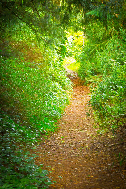 istock Bark footpath through bushes in a formal garden 880418438