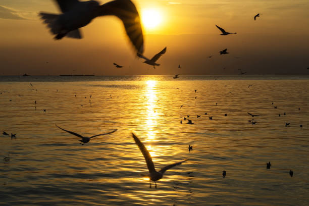 istock Silhouette picture, seagulls with sunset in evening 880420362