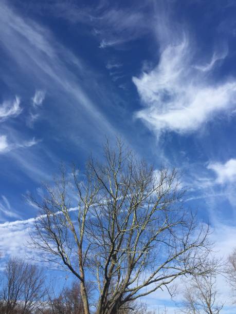 sentieri per alberi e jet - vapor trail cirrus sky cloudscape foto e immagini stock