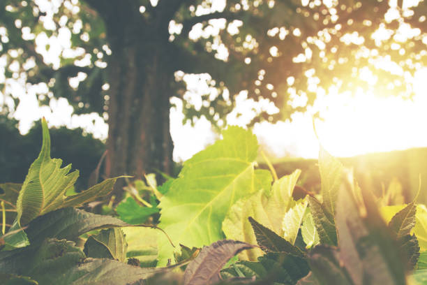 Selective focus, defocused view on ground in low angle view of large group of leaves falling from mulberry plane tree in autumn season under a bright and beatiful warm sunlight in background through branches, in a garden, taken without people with copy space on top ready to design.