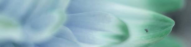 istock A flower petal background 880429702