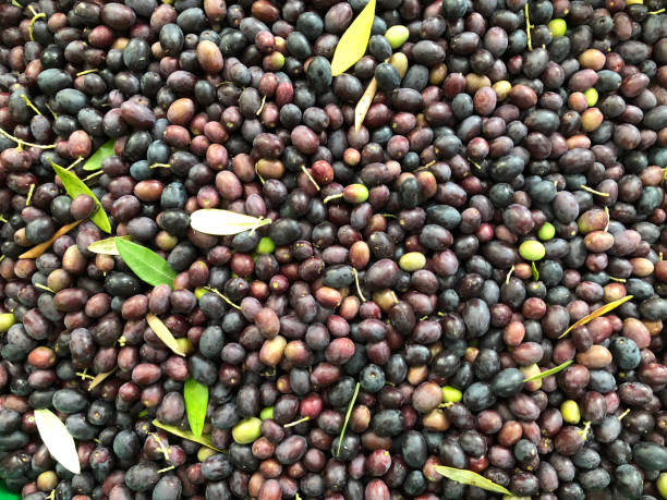 урожай оливок 2017 - olive tree olive oil tree california стоковые фото и изображения