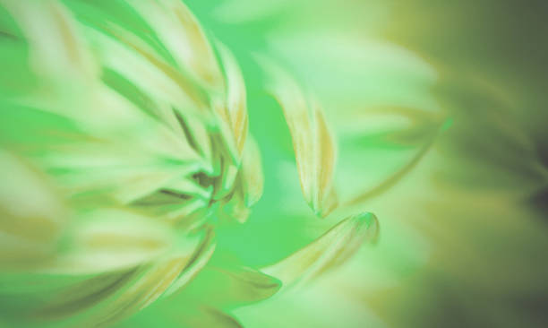 istock A flower petal background 880433936