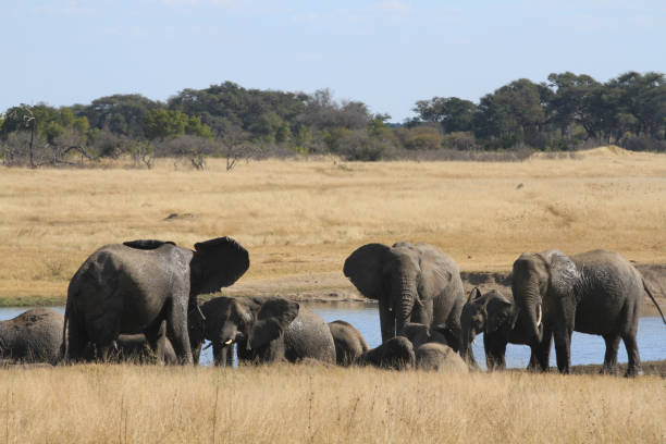 istock Hwange National Park - Zimbabwe, Part 1 880436506