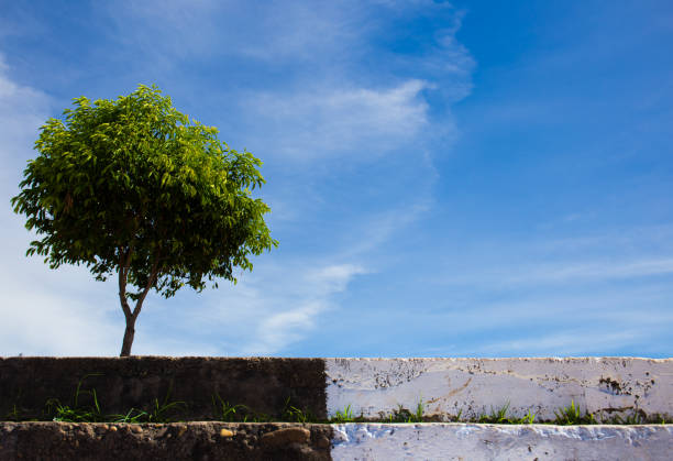 istock Tree and old dirty concrete with blu sky and cloud for background 880436700