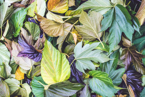 primo piano di un grande gruppo di grandi foglie di plato colorato cadute a terra nella stagione autunnale - beautiful surface level leaf lush foliage foto e immagini stock