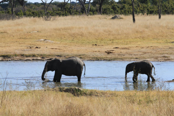 istock Hwange National Park - Zimbabwe, Part 1 880436794