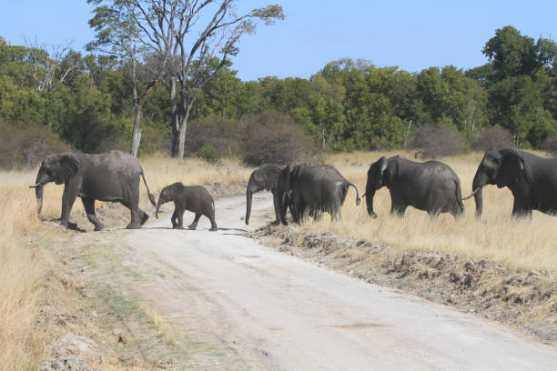 istock Hwange National Park - Zimbabwe, Part 1 880440836