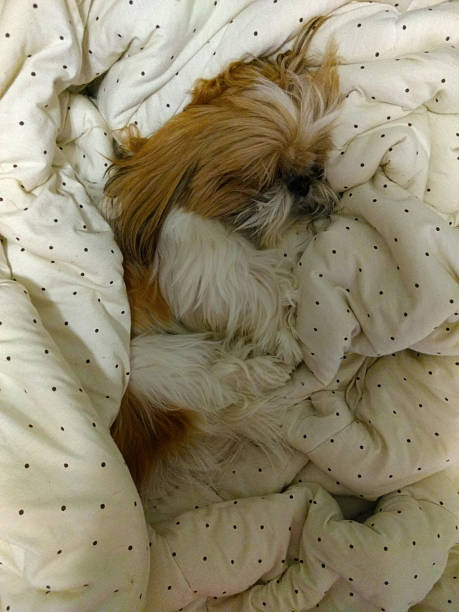 istock Cute shih-tzu dog sleeping 880446650