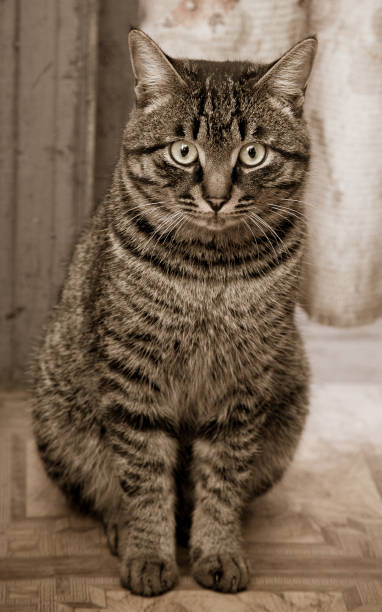 istock Portrait of a tabby gray cat 880446860
