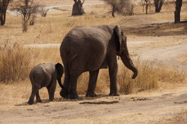 istock Elephants and elephant calves in Tarangire National Park 880446864