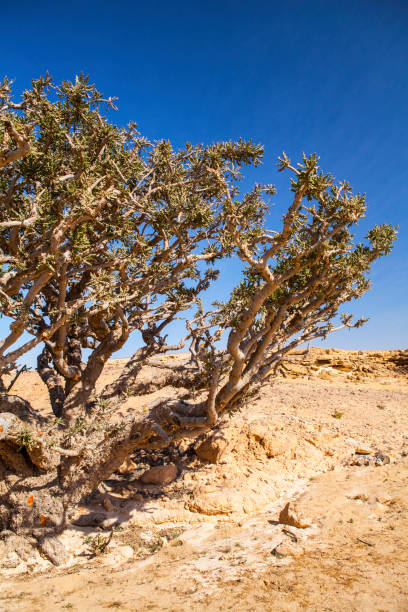 frankincense arbre - tree resin photos et images de collection